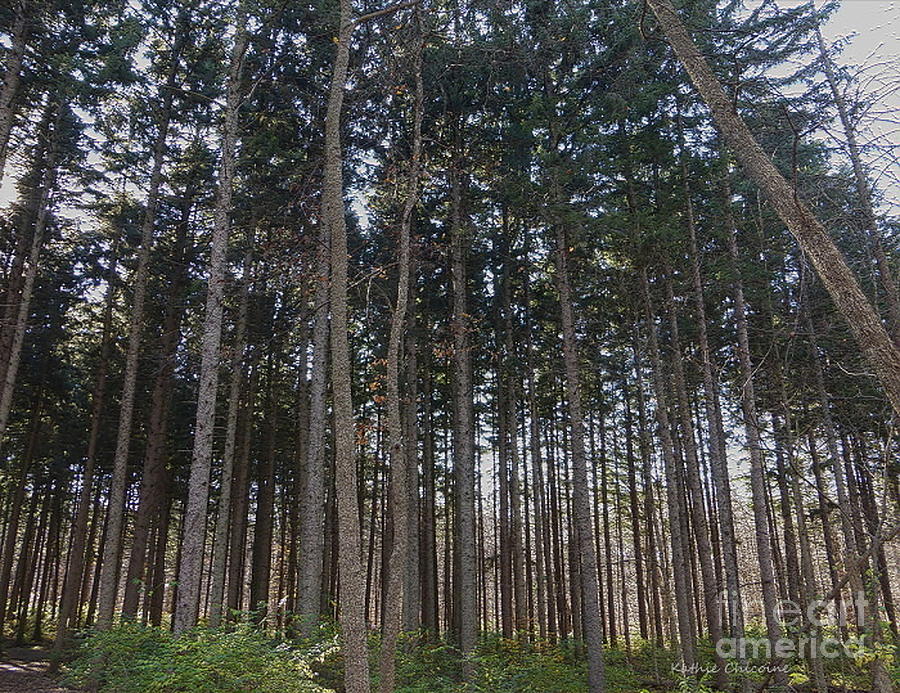 Spruce Plot Photograph by Kathie Chicoine