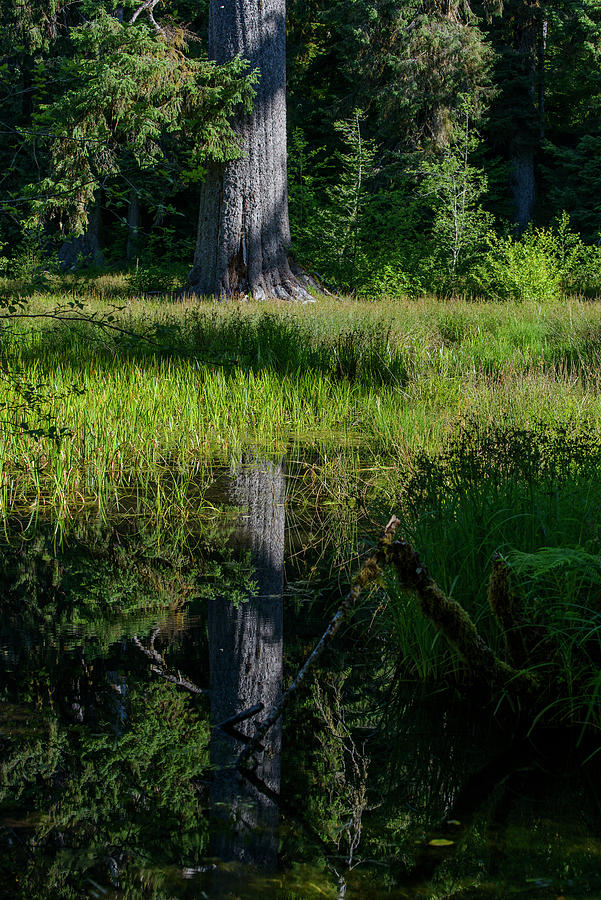 Spruce Reflection Photograph by Robert Potts