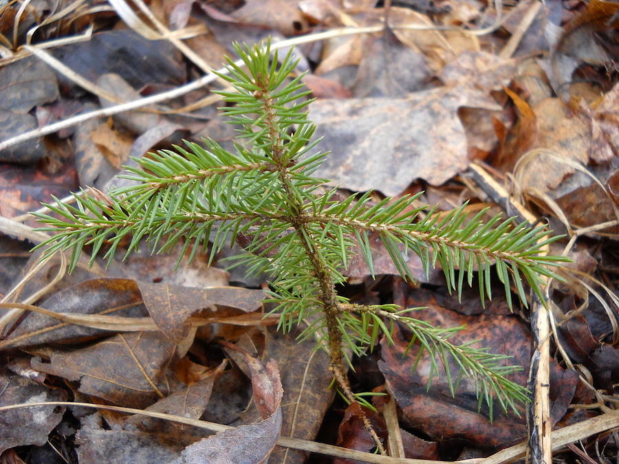 Spruce Seedling in Dry Leaves Photograph by Kent Lorentzen