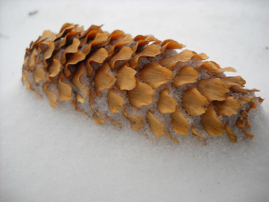 Spruce Tree Cone in the Snow Photograph by Kent Lorentzen