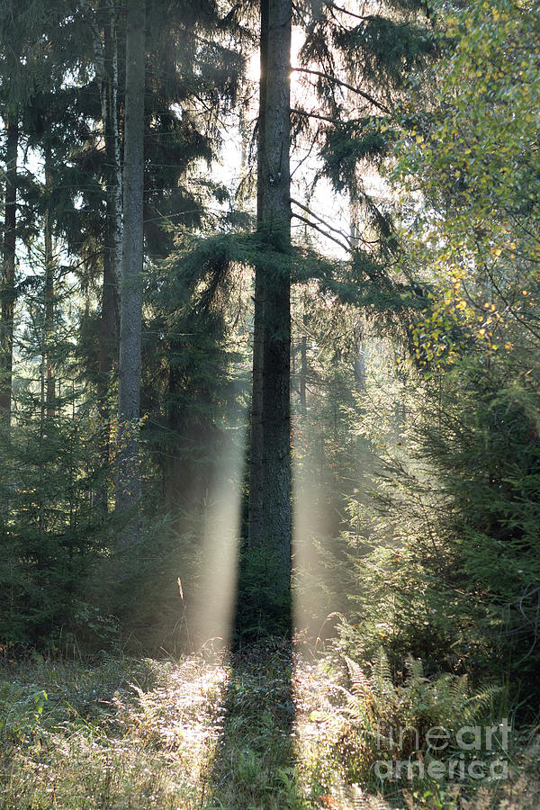 Spruce tree in morning backlight Photograph by Michal Boubin