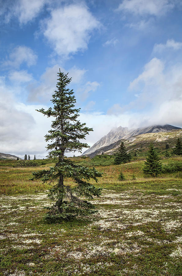 Spruce tree in summer Photograph by Michele Cornelius