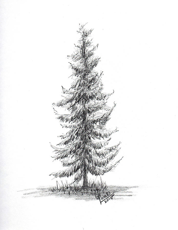 Spruce Tree Drawing by Swati Singh