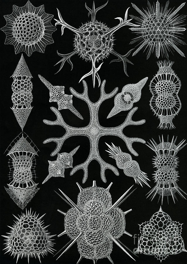 Ernst Haeckel Drawing - Spumellaria by Ernst Haeckel