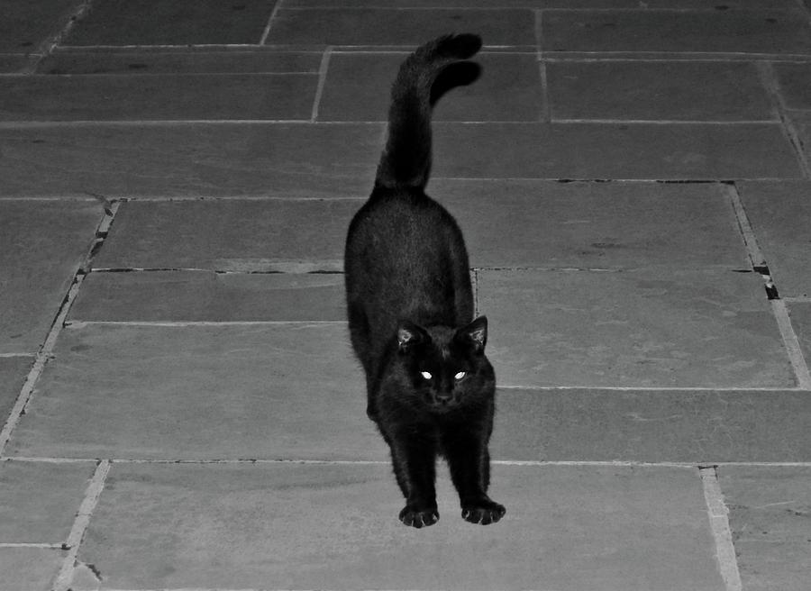 Spunky Black Cat Photograph by Cynthia Guinn