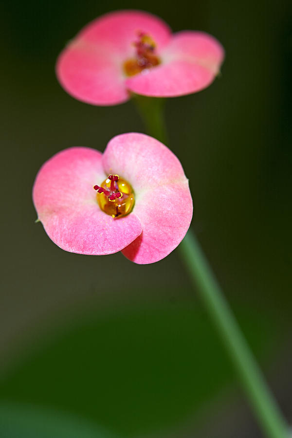 Summer Photograph - Spurge flower by Antonio Ballesteros