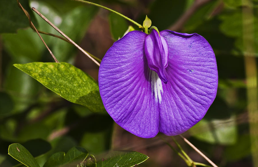 Spurred Butterfly Pea Photograph by Michael Whitaker