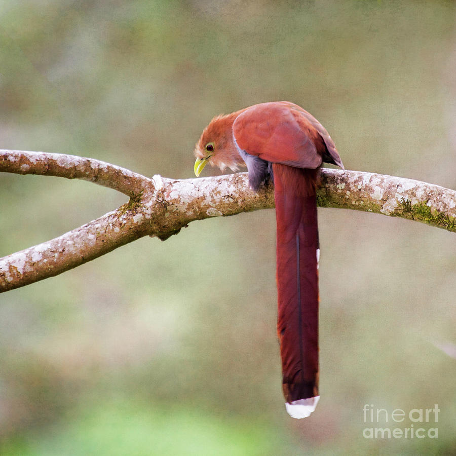 Cuckoo Photograph - Squirrel cuckoo by Heiko Koehrer-Wagner