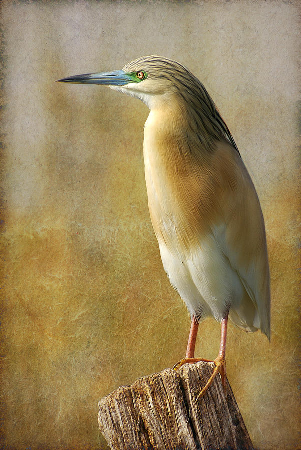 Squacco Heron Photograph by Perry Van Munster