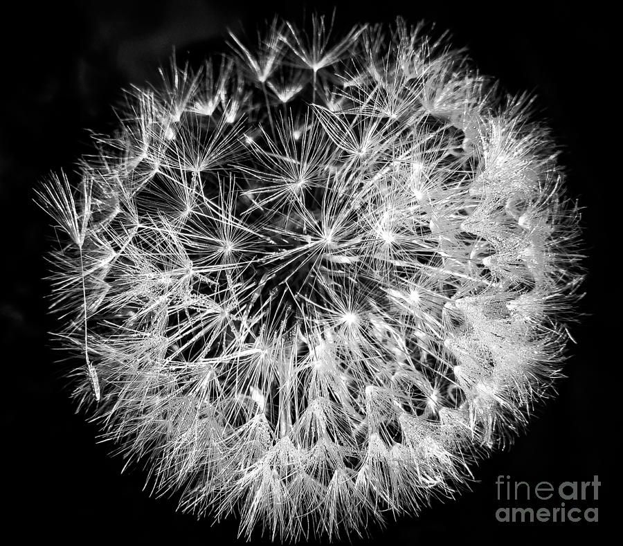 Square Black and White Dandelion Dew Droplets Photograph by Cheryl Baxter