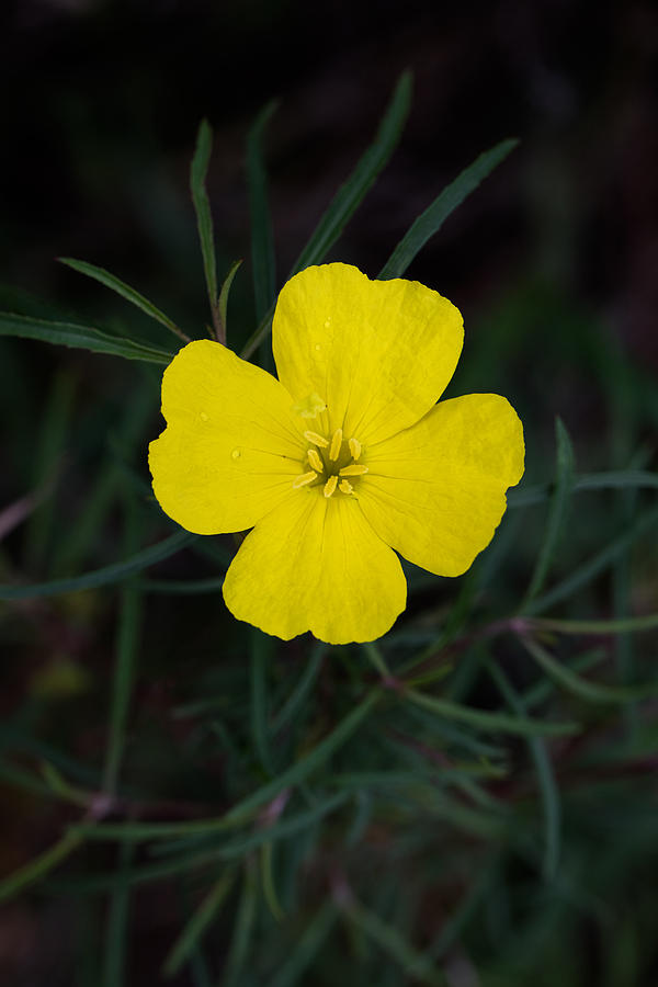 Nature Photograph - Square-Bud Primrose Flower by Steven Schwartzman