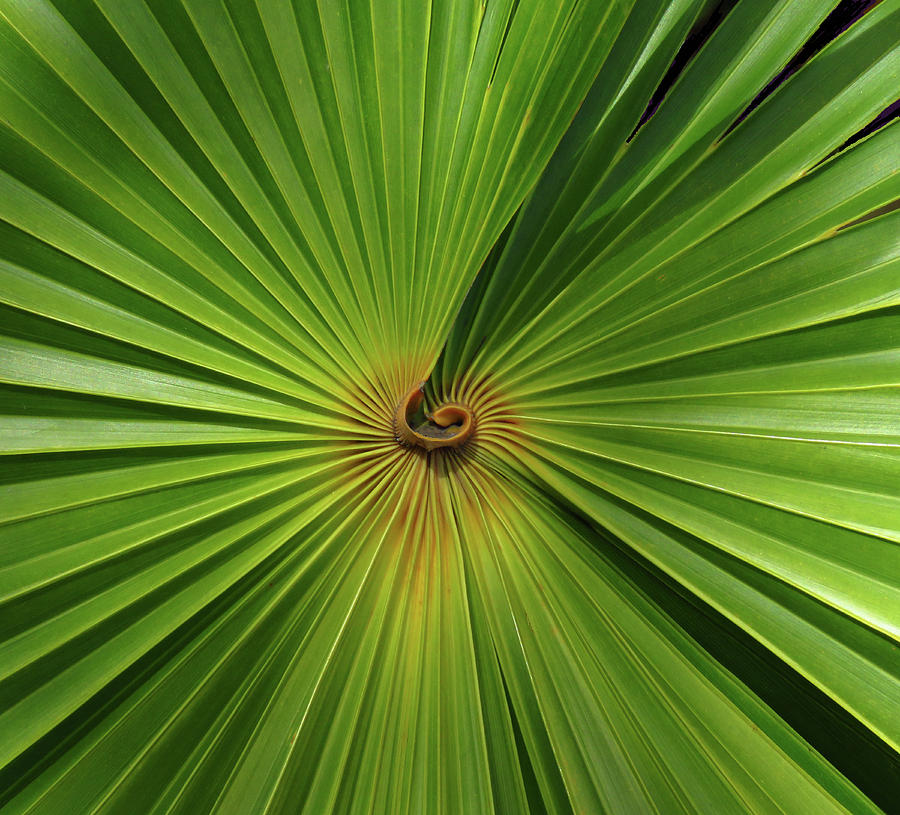 Square Palmetto Leaf Photograph by Rosalie Scanlon