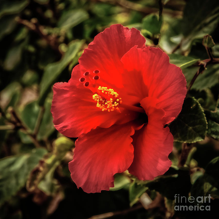 Square Red Hibiscus Photograph by Robert Bales