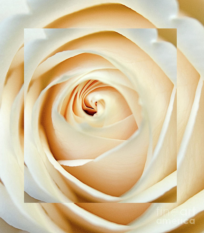 Abstract Photograph - Square Rose by Bruce Bain