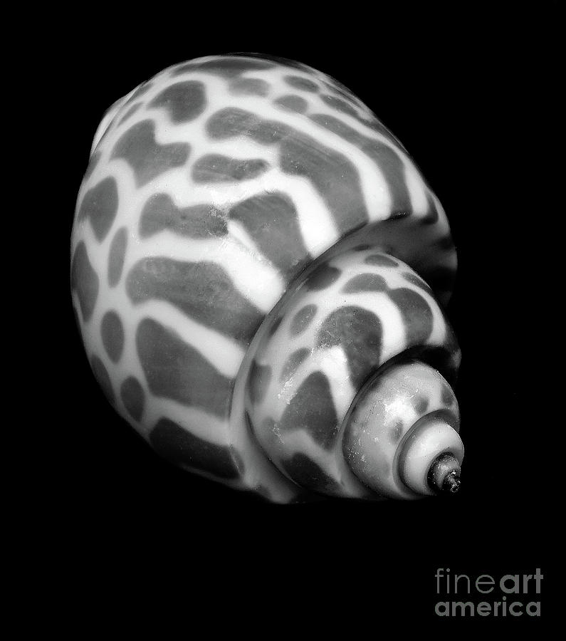 Square Shell Photograph by Skip Willits