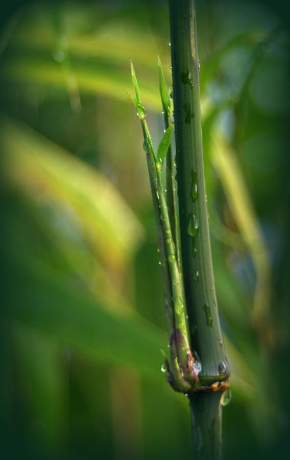 Square Stem Bamboo Photograph by Nathan Abbott