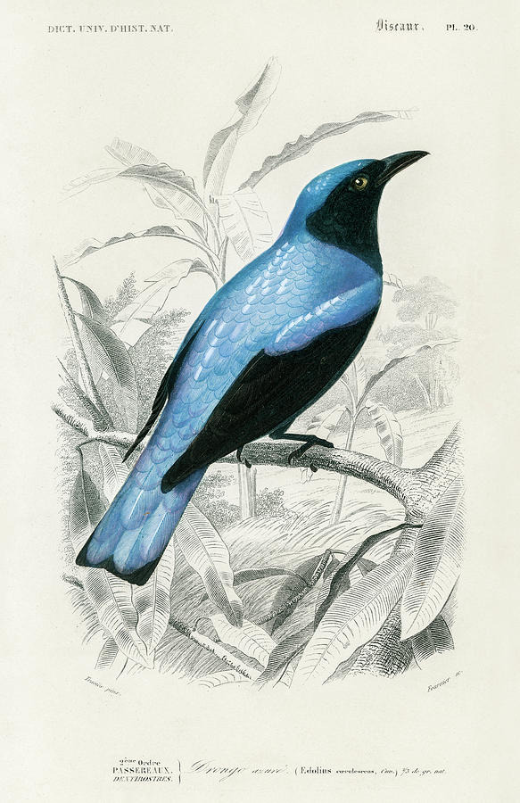 Square-tailed drongo - Edoius caerulescens Painting by Vincent Monozlay