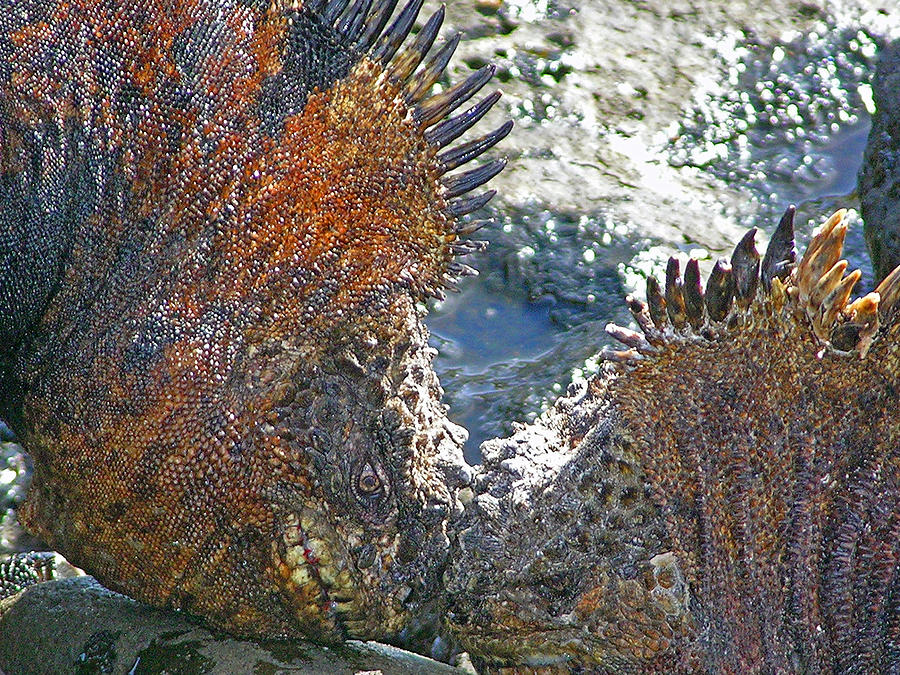 Nature Photograph - Squaring Off by Ladonna Idell Nature Photograph - Squaring Off by Ladonna Idell