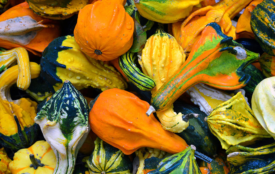 Squash a variety of Photograph by David Lee Thompson