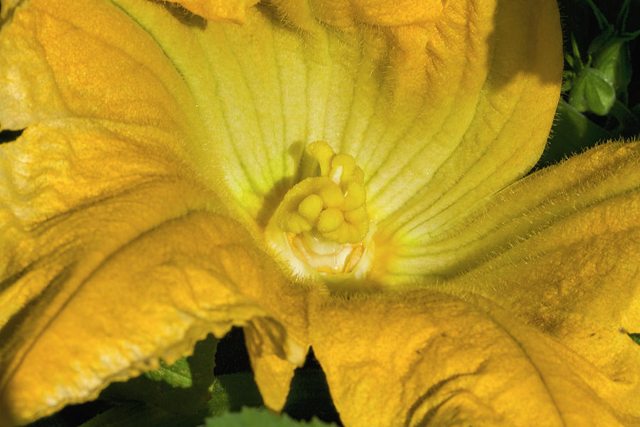 Squash Blossom Gold  Photograph by Kathy Clark