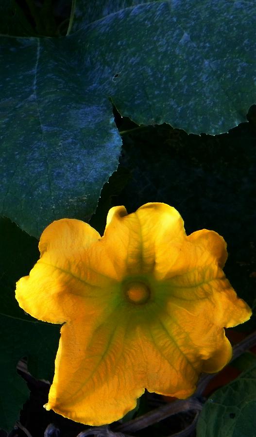 Squash Blossom Photograph by Lenore Senior