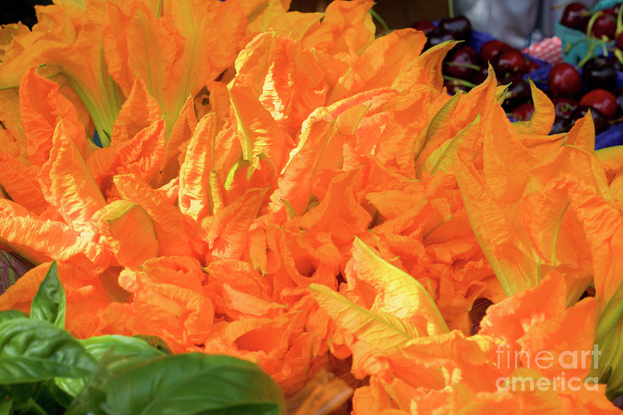 Squash Blossoms Photograph by Bruce Block