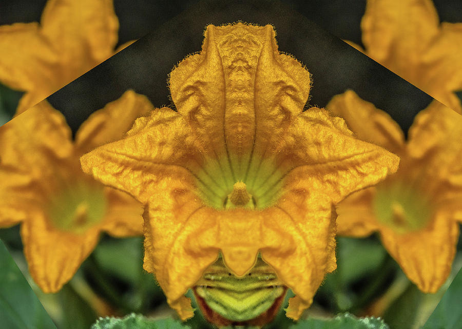 Squash Flower Image Pareidolia Photograph by Constantine Gregory
