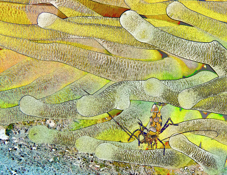 Squat Anemone Shrimp Cartoon Photograph by Jean Noren