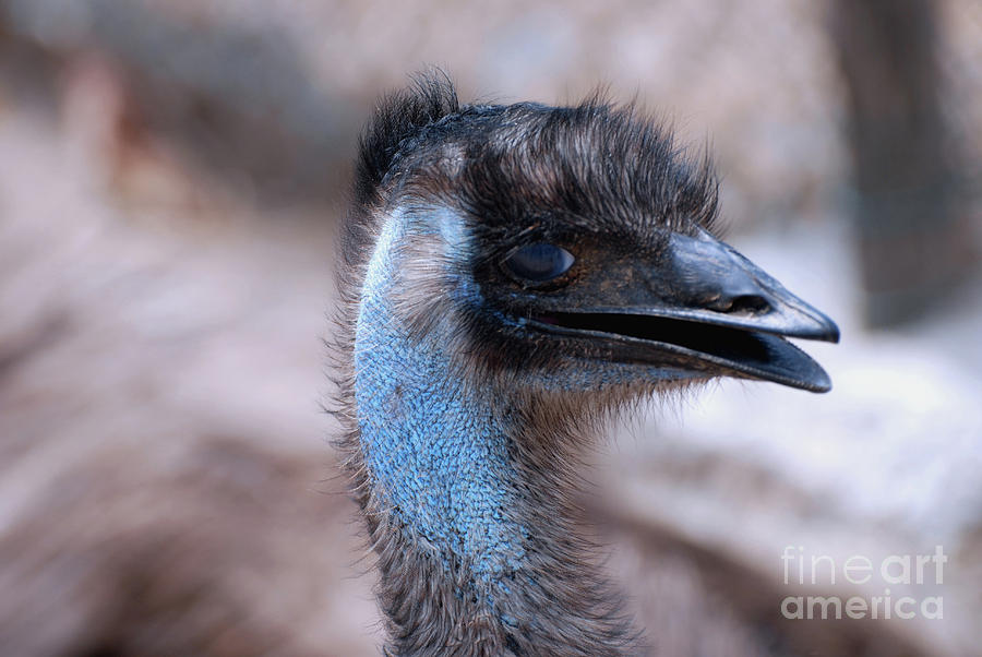 Blue Emu Bird by DejaVu Designs