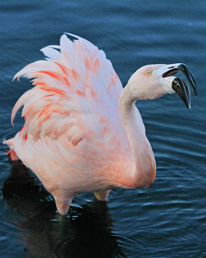 Squawking Flamingo Photograph by Shoal Hollingsworth