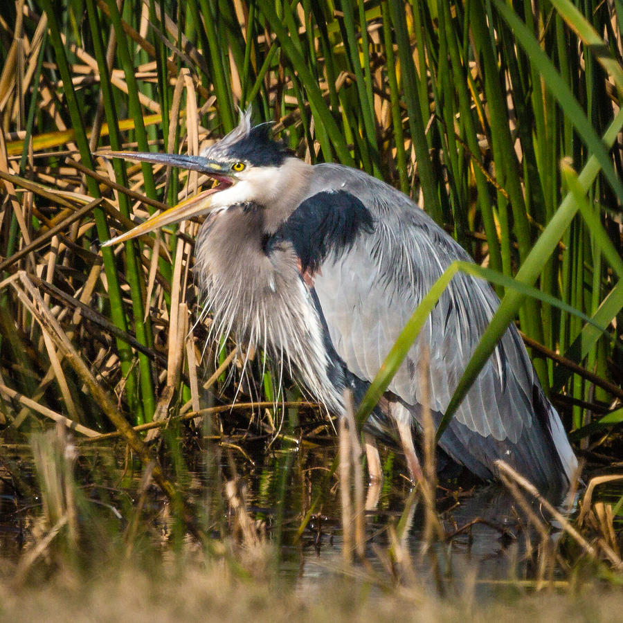 Squawking Heron Photograph by Gregory Daley  MPSA