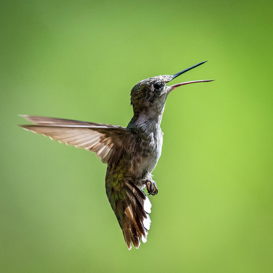 Squawking Humming Bird Photograph by Paul Freidlund