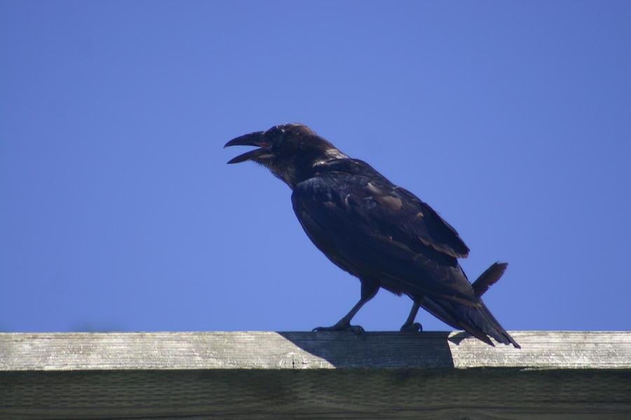 Squawking Raven Photograph by Jeffrey Ober | Fine Art America