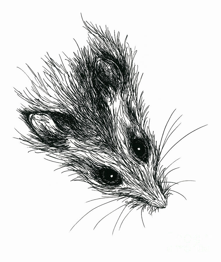 Squeak the Mouse Drawing by MM Anderson