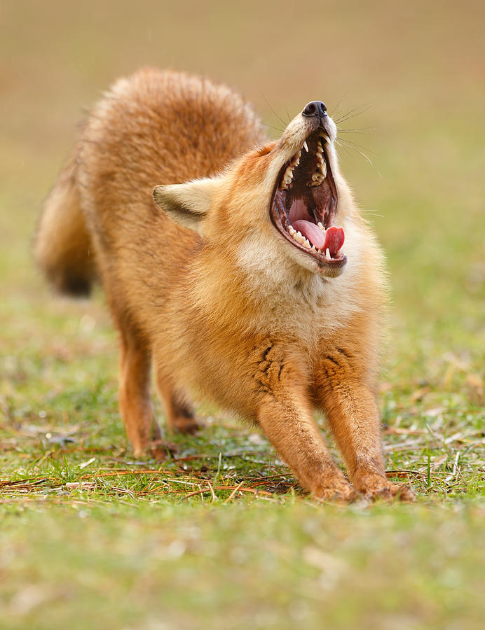 Mammal Photograph - Squealing Brakes - Yawning Red Fox by Roeselien Raimond