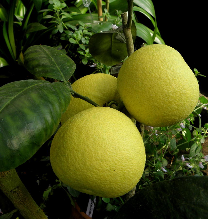 Squeeze me a Lemon Photograph by Kim Galluzzo
