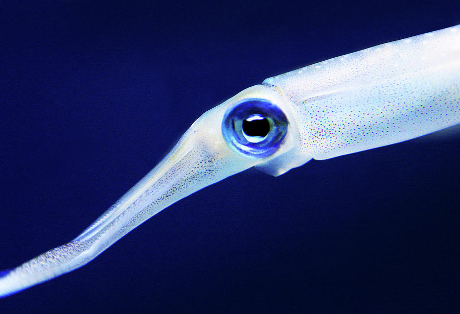 Squid Photograph by Anthony Jones