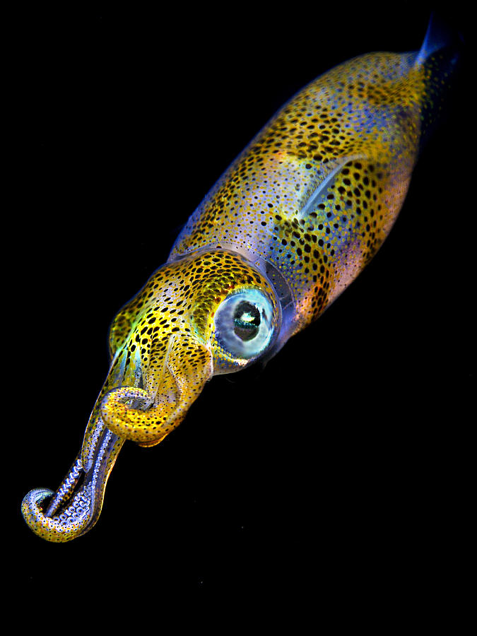Squid At Night Photograph