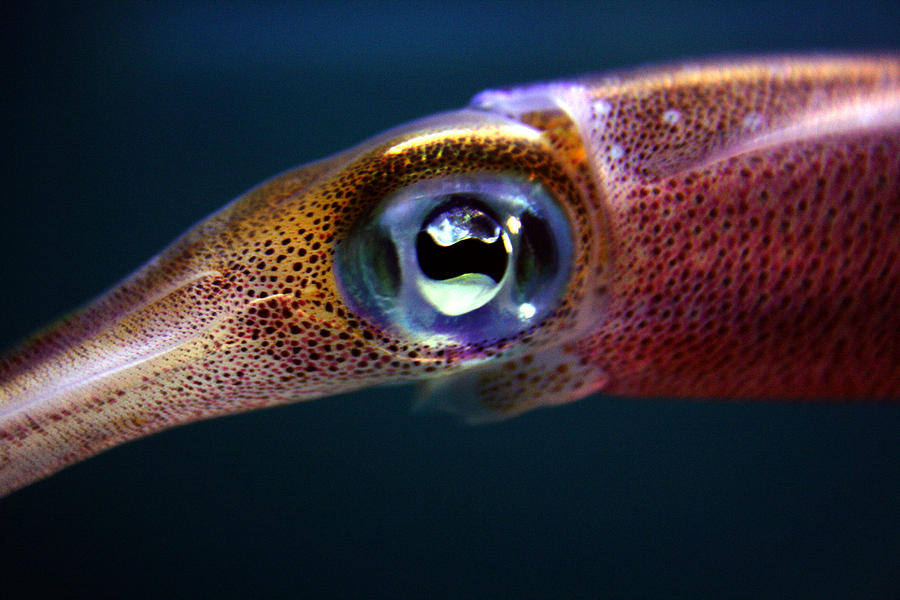 Squid Eye Photograph by Jennifer Bright Burr
