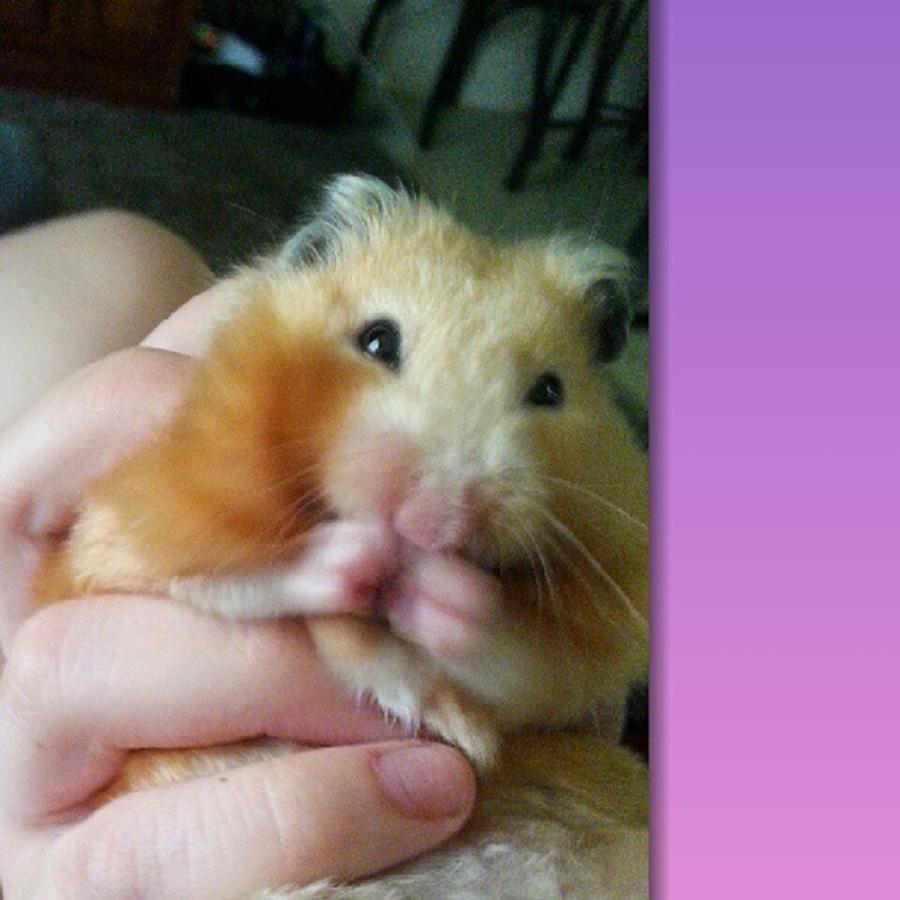 Cute Photograph - Squiggles <3 My Hamster Is So Chubby by Sasha Hickman