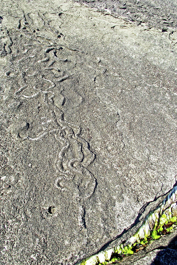 Squiggly Lines on Rocks in Salt Creek Recreation Area on Olympic Peninsula, Washington Photograph by Ruth Hager
