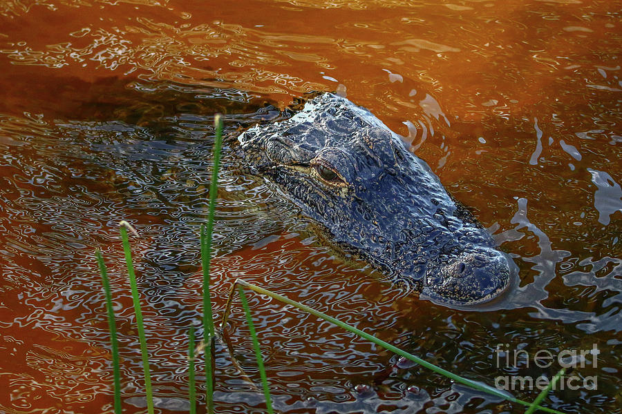 Squiggly Water Gator Photograph by Tom Claud