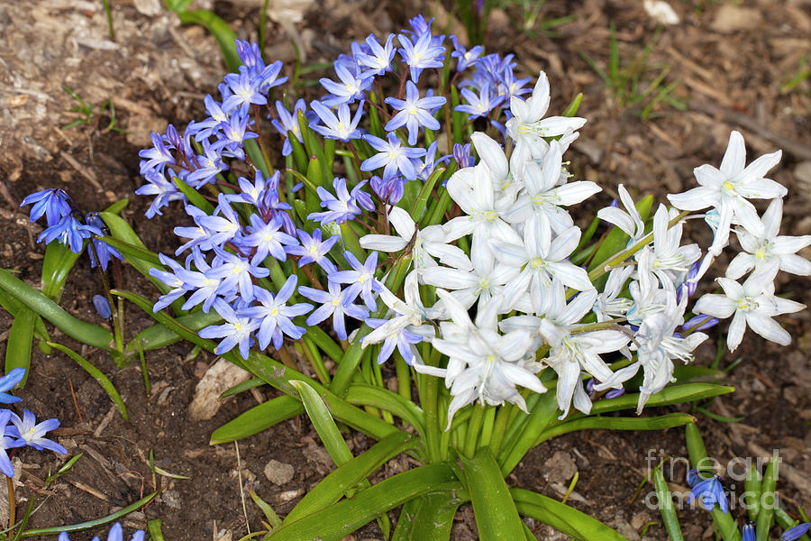 Squill Photograph by Anthony Totah