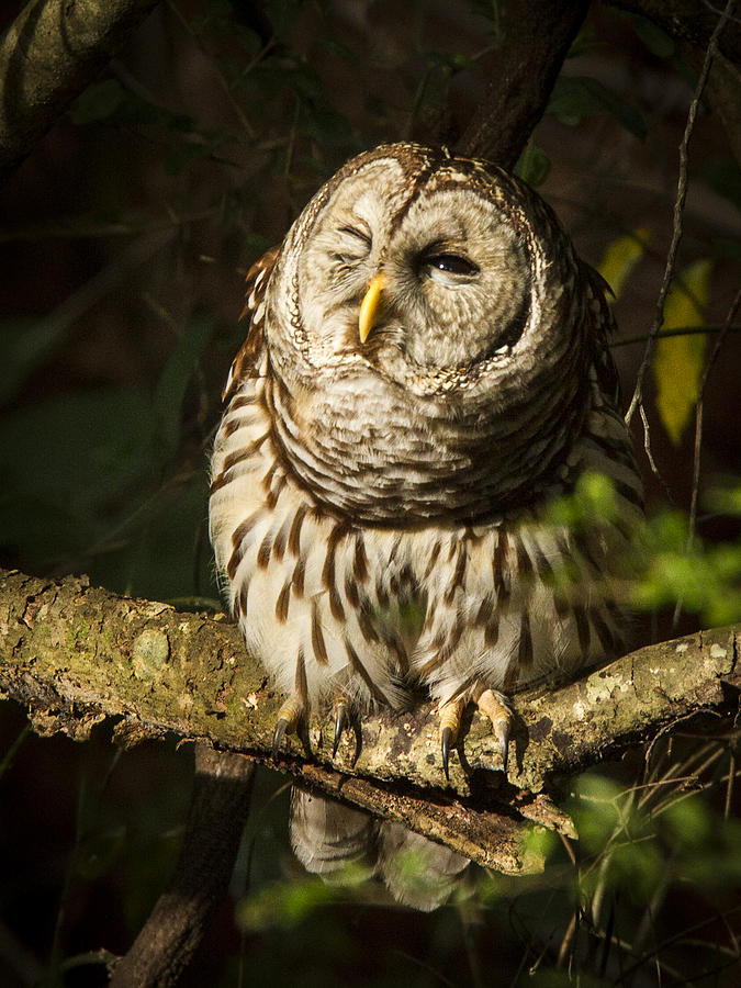 Squinting Barred Owl Photograph by Jean Noren
