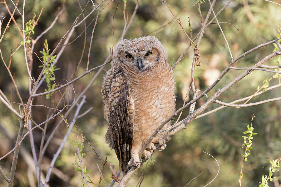 Squinting Great Horned Owl Owlet Photograph by Tony Hake