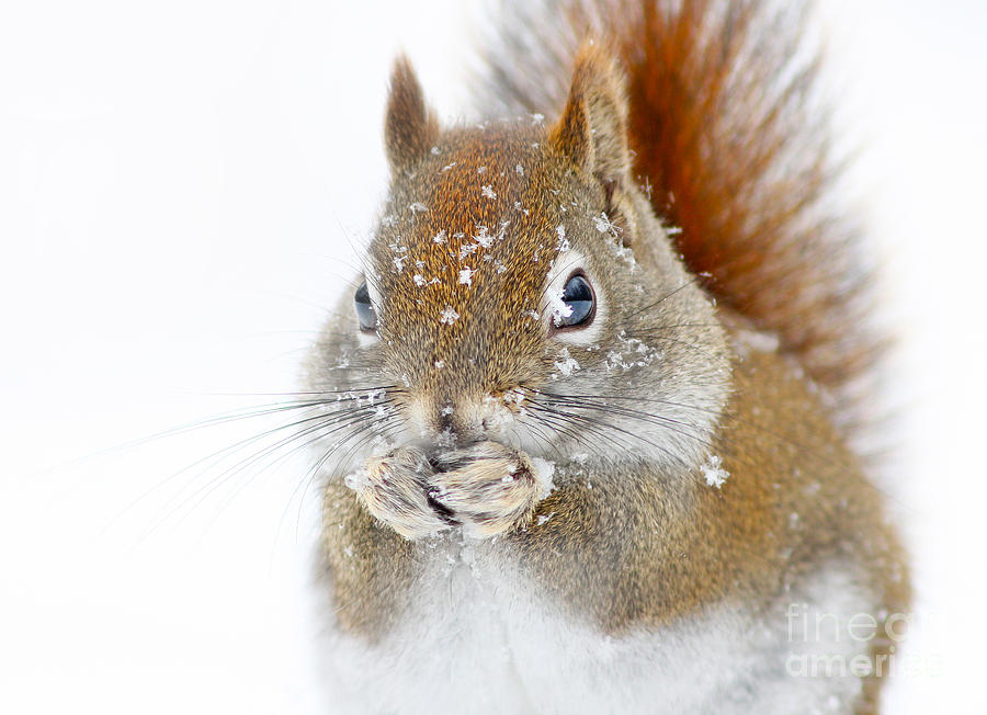 Squirel portrait Photograph by Mircea Costina Photography