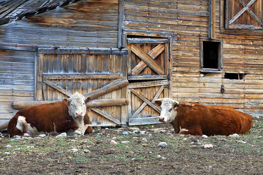 Cow Photograph - Squires Herefords by the Rustic Barn by Karon Melillo DeVega