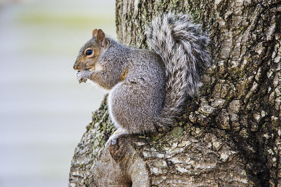 Squirrel 0810 Photograph by Cathy Kovarik