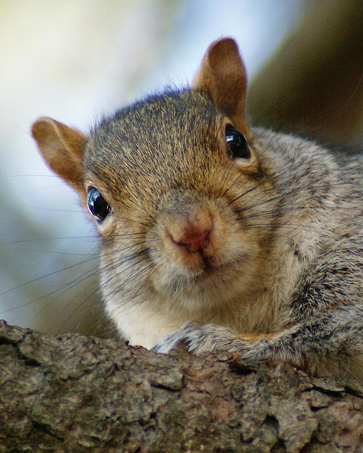Squirrel #1 Photograph by Ben Upham III