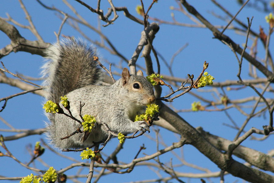 Squirrel Photograph - Squirrel 1 by Y C